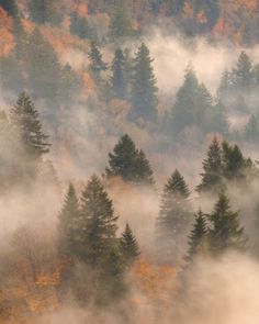 the trees are covered in thick fog as it sits on top of a hill surrounded by autumn foliage