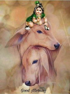 Hindu God Wallpaper, Shri Radha Krishna, Krishna Image, Good Morning Status, Good Morning Krishna, Wallpaper God, God Wallpaper, Shri Radha, Morning Status