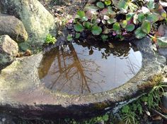 a small pond in the middle of some rocks with plants growing out of it,