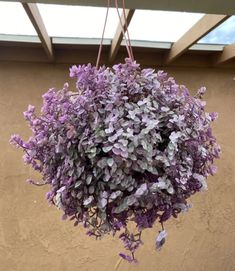 purple flowers hanging from the ceiling in front of a building