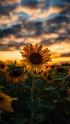 a sunflower in the middle of a field at sunset