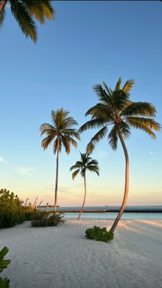 three palm trees are on the beach at sunset