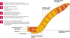 the anatomy of a caterpillar, labeled in red and yellow with information about it