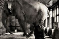 two men standing in front of an elephant that is hanging upside down from the ceiling