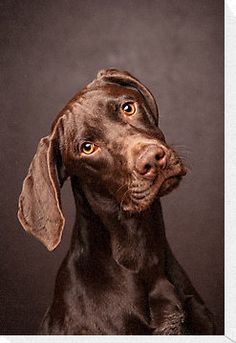 a close up of a dog looking at the camera