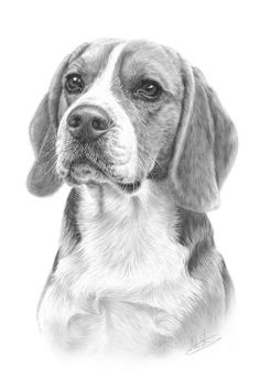 a black and white drawing of a dog