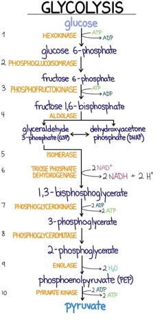 the structure of glycohysis and its major functions, including phosynce