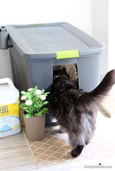 a cat is looking into a litter box