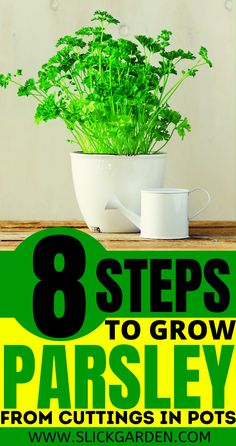 a potted plant with the title 8 steps to grow parsley from cuttings in pots