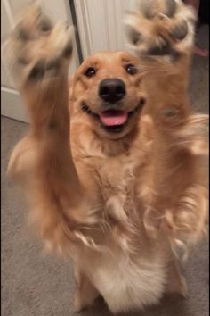 a brown dog standing on its hind legs with his paws in the air and it's mouth open