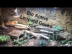 the words bio active leopard gecko setup in front of an image of plants and rocks