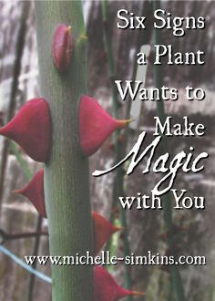 a close up of a plant with the words six signs a plant wants to make magic with you