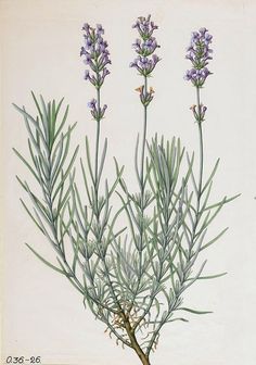 On Lavender Lavender Vintage Illustration, Lavender Plant Illustration, Lavender Botanical Drawing, English Lavender Tattoo, Lavender Reference, Lavender Line Drawing