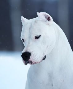 a white bull terrier dog sitting in the snow looking off into the distance with his eyes closed