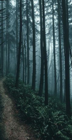 a path in the middle of a forest on a foggy day