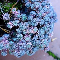 the blue flowers are blooming on the plant