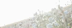 cotton plants in the sunlight on a sunny day