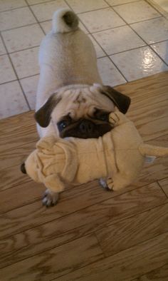 Pug Dog