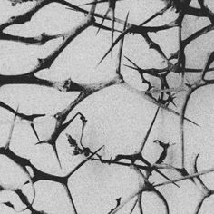 black and white photograph of branches in snow