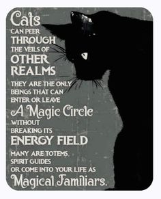 a black cat with the words cats can peer through other realitys, they are the only beings that can enter a magic circle without breaking its energy field