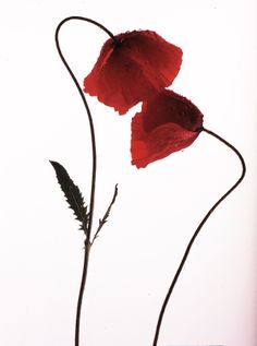 two red flowers in a vase on a white background