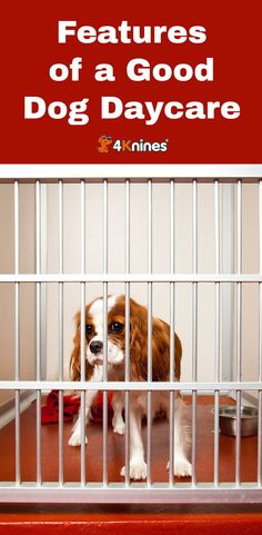 a dog in a cage with the caption features of a good dog daycare