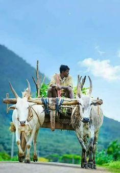 a man riding on the back of a cart pulled by two oxen down a road