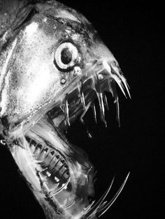 a close up of a fish with it's mouth open and its teeth exposed