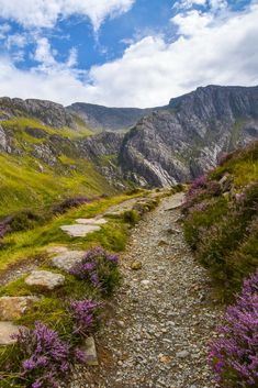 a trail in the mountains with purple flowers growing on both sides and rocks leading up to it