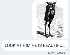 an owl is standing on the ground with its head turned to look at him he is beautiful now mms