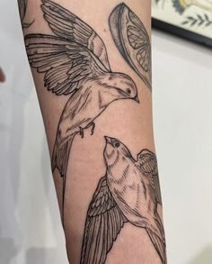 two birds flying next to each other on the arm