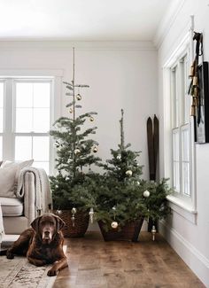 a dog laying on the floor next to a christmas tree in a room with white walls