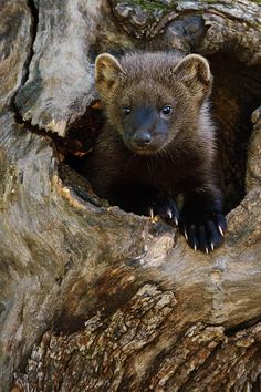 a small brown animal sticking its head out of a hole in a tree trunk,