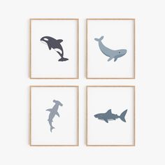 four framed pictures with different types of animals on them, one dolphin and the other shark