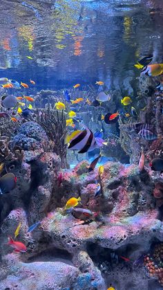 an aquarium filled with lots of different types of fish and corals on the water