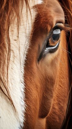 the eye of a brown and white horse