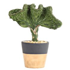 a large green plant in a black and tan pot