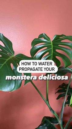 a plant with the words how to water propagate your monstera deliciasa