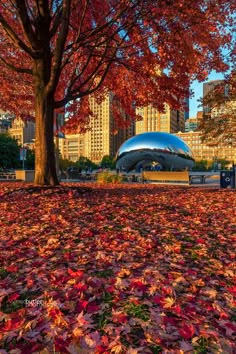 an autumn scene with leaves on the ground and buildings in the background