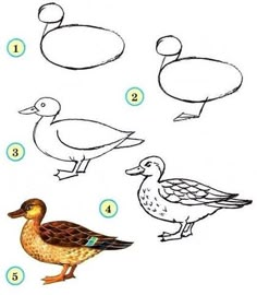 how to draw ducks step by step