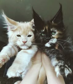 two kittens are being held up in the air