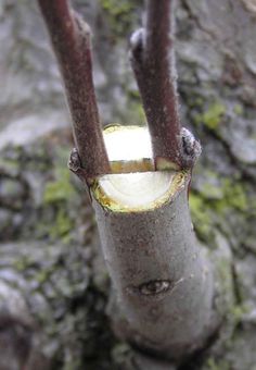 a close up view of the inside of a tree trunk with some thin branches sticking out of it