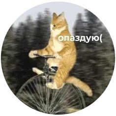 an orange and white cat sitting on top of a bicycle with trees in the background