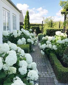 white flowers line the walkway in front of a house with hedges and bushes on either side