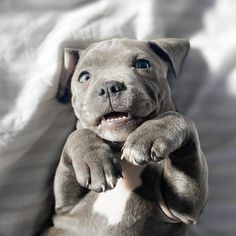 a gray and white dog laying on its back with it's paws in the air