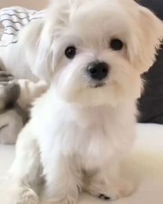 a small white dog sitting on top of a couch