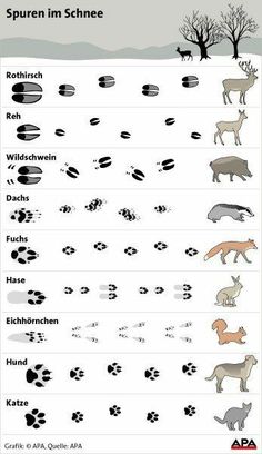 the different types of animals and their tracks in german language, with pictures of them