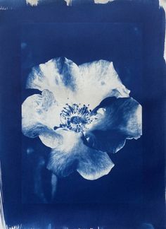 a blue and white flower is shown in this image