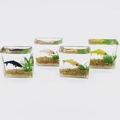 PRICES MAY VARY. 【Dimension】1:12 miniature dollhouse accessories decor, Random Color Square Size: 2.7cm x 2.6cm x 1.3cm/1.06 x 1.02 x 0.51inch, Random Color Round Size: 2.5cm x 2.2cm/0.98 x 0.87inch. 【Durable Material】This fish tank model is made of high-quality and environmentally friendly resin materials. 【Good Decoration】Featuring vivid color, superb craftsmanship and compact size, you can find that the miniature dollhouse fish tank is decorative, vivid and beautiful. 【Perfect Gift Choice】Thi Square Fish Tank, Fake Fish Tank, Transparent Fish, Glass Fish Tanks, Mini Aquarium, Scene Accessories, Fish Tank Accessories, Fish Fish, Desk Decoration