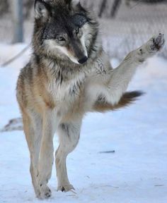 a wolf standing on its hind legs in the snow with it's paws up